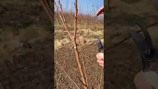 How to Shape plant #satisfying#pruning#shorts
