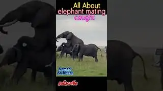 All About elephant mating caught. #elephantattack #matinganimal