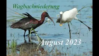 Auf der Spur des Sichlers in der Wagbachniederung. Der Löffler war auch da! Wie am Okavango!