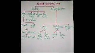 Skeletal System Class 11 || Skeletal System || Bones flow chart #shorts