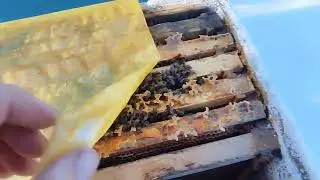 Даємо канді бджолам. Бджоли сіли біля задньої стінки як вони зимують. Чи все добре?