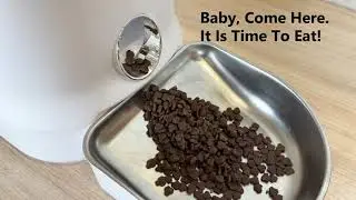 DOGNESS Programmable Feeder