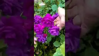 Purple Rose Flowers🌹 Garden view || @Natural_Folwers #flowers #flower #rose #garden #plants #shorts