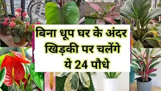 बिना धूप छोटे गमले मे घर के अंदर फूल खिलेंगे ,ये 24 पौधे तुरंत लखाएं | Permanent Shade Loving Plants