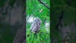 Beautiful Birds for Everyone #BeautifulBirds #BirdLovers #Wildlife #NatureBeauty #FlyingJewels