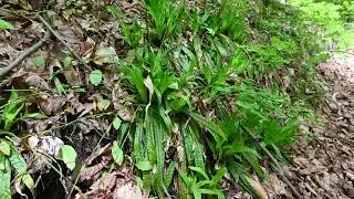 Carex laxiflora, C. gracillima, C. blanda, C. plantaginea, C. brunnescens, Matteuccia struthiopteris