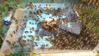 Buckfast Drones ready for the artificially insemination