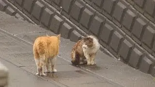 野良猫の掟
