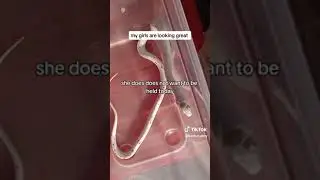 see my female corn snake collection