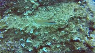 Diving at Mononaftis, Crete 2022.06