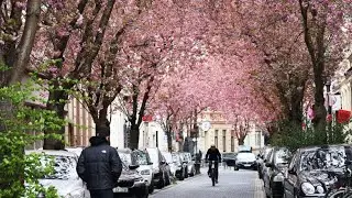 Kirschbl&uuml;ten in Bonn: Bl&uuml;tenpracht ohne Maskenpflicht