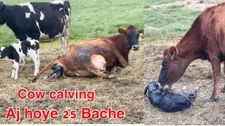 25 New calf&rsquo;s in one day : Cow calving - Dairyfarming New Zealand