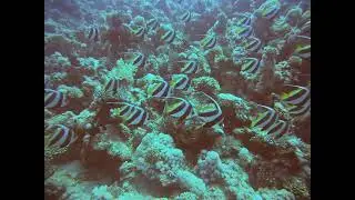 Bannerfish in the Red Sea