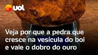 Pedras de vesícula do boi valem mais que ouro: veja para que servem e por que são tão caras; vídeo