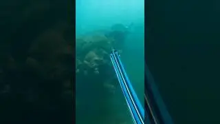 spearfishing GT in India🇮🇳 #fishing #diving #fishinglife #gopro #fish