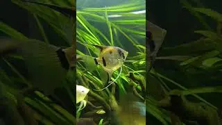 The B.I.G Angelfish #notoriusbig #pezangel #angelfish