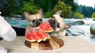 The Best Outdoor French Bulldog Watermelon ASMR | Taste Test