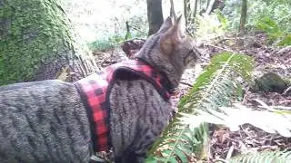 Pac NW Adventure Cat #4- Forest walk
