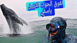 عمل تطوعي:إنتشال حوت🐋 نافق بسواحل أسفي