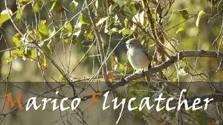 Marico Flycatcher (Melaenornis mariquensis) Bird Call Video | Kruger Birds | Stories Of The Kruger