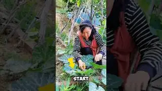 How to Bring Old Pumpkin Plant Back to Life🥐🌿#farming