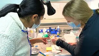 Studying toxic chemicals from medical implants and leather