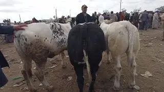 حصريا من قلب سوق حد سوالم رحبة البقر المليح داخل تاع الموبليار بتاريخ 21/7/2024