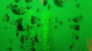 Black Tetra Fish - Тернеция Рыбка (Gymnocorymbus ternetzi)