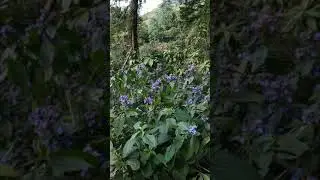 Spring at the Peak of Hong Kong 2021