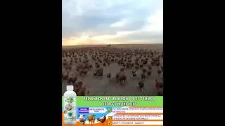 Serbuk Tambahan Probiotik, Nutrien Penting untuk Ternakan,Ayam dan Haiwan Kesayangan #shorts #ecovet