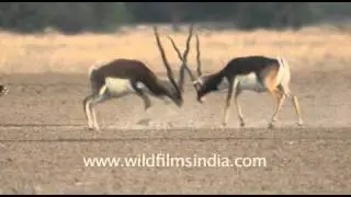 Wildlife of Tal Chappar Sanctuary, Rajasthan