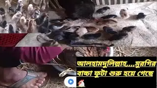 আলহামদুলিল্লাহ,,, দীর্ঘদিন অপেক্ষার পর, মুরগি গুলো বাচ্চা ফুটা  শুরু করে দিয়েছে ❤️