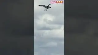 Seagull - How To Break The Clam Shell