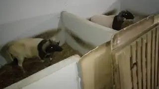 أبطال حي التضامن 🤯 المنافسىة و التحدي في البطولة 🏆
