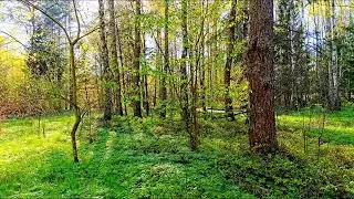 🌿 Нежное пение птиц для оздоровления разума 🌿 Снятие стресса и тревоги 🕊️