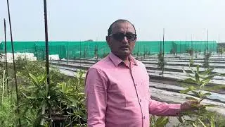 macadamia nuts farming