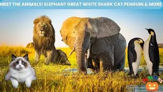 Meet the Animals information with Animation! Elephant, Cat, Lion, Great White Shark & Penguin etc.