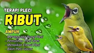 Pleci Bongkar Isian Pancingan Ampuh Bikin Pleci Cepat Gacor