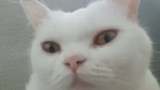 Adopting a new CAT! #animal #pet #Cat #adoptingacat #whitecat #angoracat