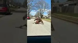 Orangutan on a Scooter Turns Into a Street Chase