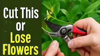 July Pruning That Boosts Honeysuckle Blooming