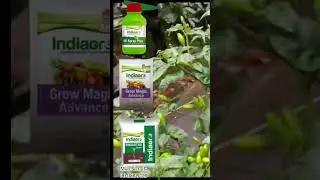Indiagro products result,#BHUASTRA #MI SPRAY#GROW MAGIC