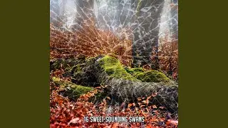 Stroll For Solitude