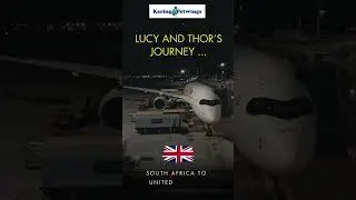 Thor and Lucy's journey to the UK 🐶🐾💞- @keringa-petwings #pettransport #petrelocation
