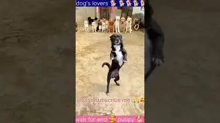 How to understand dog language !! How do talk to dogs?#shorts#shortsvideo #dogs #dog #yt #ytshorts