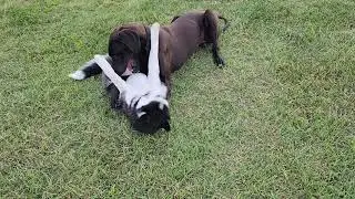 Kira my Husky at play with a big dog