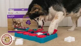 Shiba Inu Solves the Outward Hound Dog Brick Puzzle Level 2