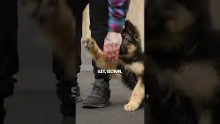 Everything You NEED TO KNOW To Train Your PUPPY!