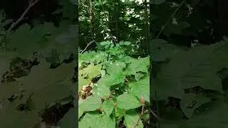 Circaea lutetiana