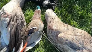 Hunting in a flooded ￼ field north California ￼
